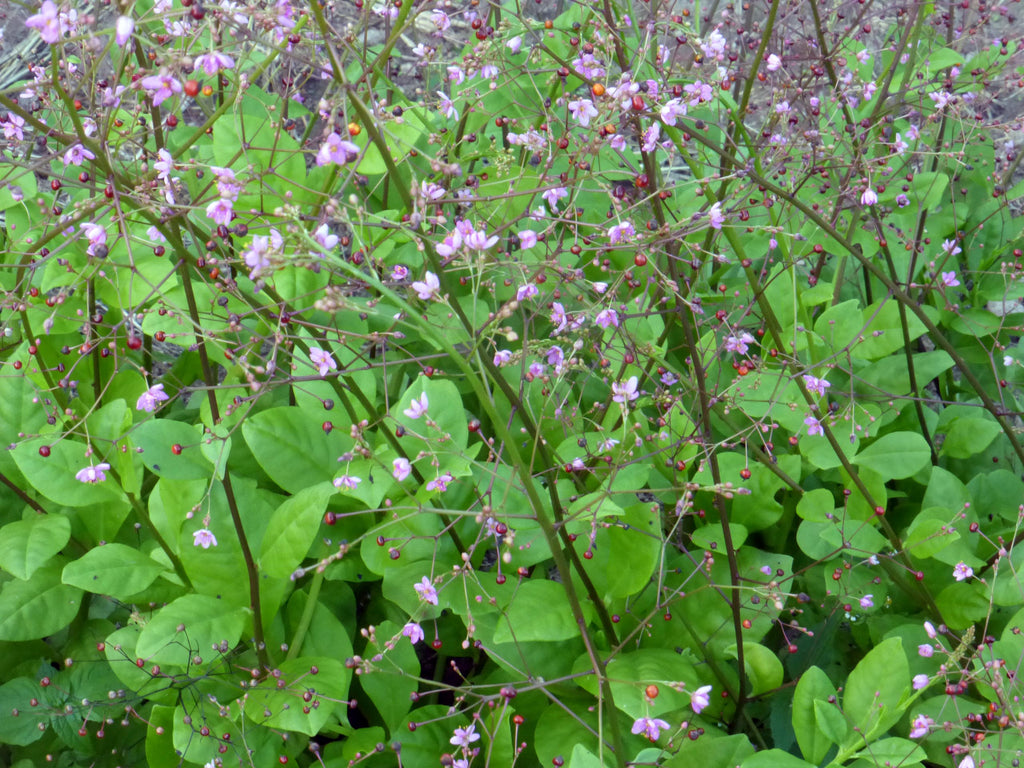 34201 - Jewels of Opar (Fame Flower)