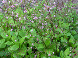 34201 - Jewels of Opar (Fame Flower)