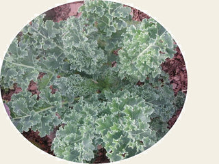 Red Russian KALE 2g seed, USDA Certified Organic