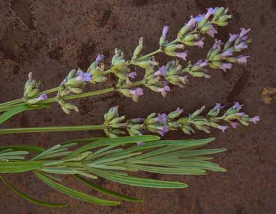 brown lavender plant 71231 - Lavender, English Munstead – Southern Exposure Seed Exchange
