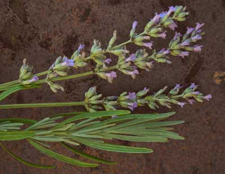 71231 - Lavender, English Munstead