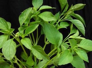 71105 - Basil, Lemon