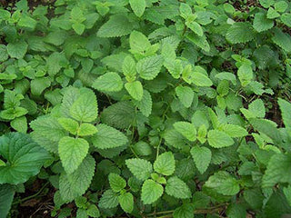 71232 - Lemon Balm