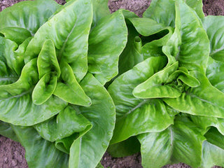 Red Deer Tongue LETTUCE, LOOSELEAF .5g seed, USDA Certified Orga