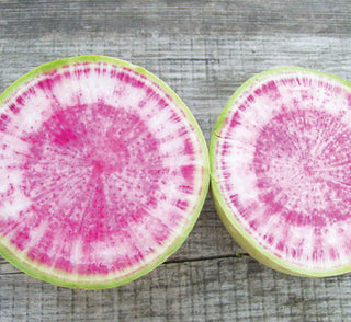 Daikon, Miyashige White RADISH, FALL