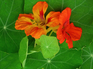 01116 - Nasturtium, Jewel Mixed Colors