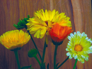 71207 - Calendula, Pacific Beauty