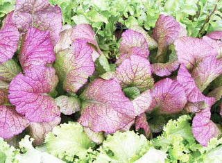 Southern Giant Curled MUSTARD 2g seed, USDA Certified Organic