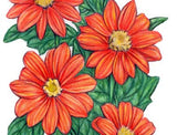 Tithonia, Yellow Torch (Mexican Flower) FLOWER .4g seed
