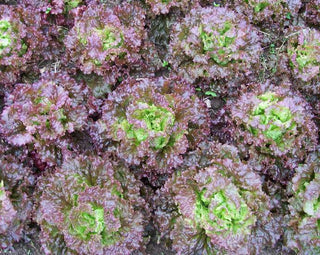 Buttercrunch LETTUCE, BIBB (BUTTERHEAD) .5g seed, USDA Certified