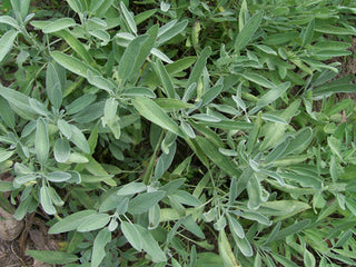 71241 - Sage, Common