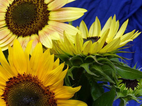 05301 - Sunflower, Autumn Beauty