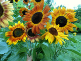 05311 - Sunflower, Velvet Queen