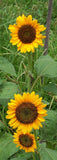 05312 - Sunflower, Sunspot