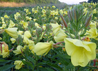 01118 - Evening Scented Primrose, Tina James' Magic