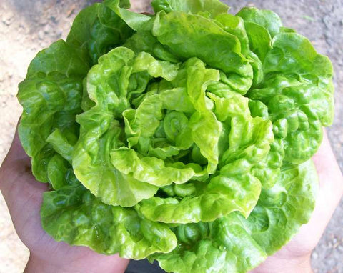 Yugoslavian Red Butterhead LETTUCE, BIBB (BUTTERHEAD) .5g seed,