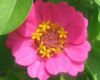 Petunia, Old Fashioned Vining Petunia FLOWER .05g seed, USDA Cer